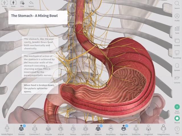 The GastroIntestinal Tract | Complete Anatomy