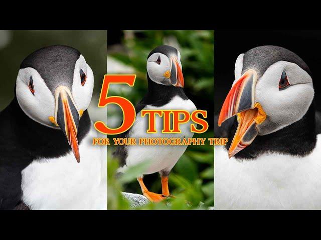 How to photograph Atlantic puffins in Maine (Machias Seal Island)