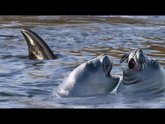 Orca's Extraordinary Hunting Technique | A Perfect Planet | BBC Earth