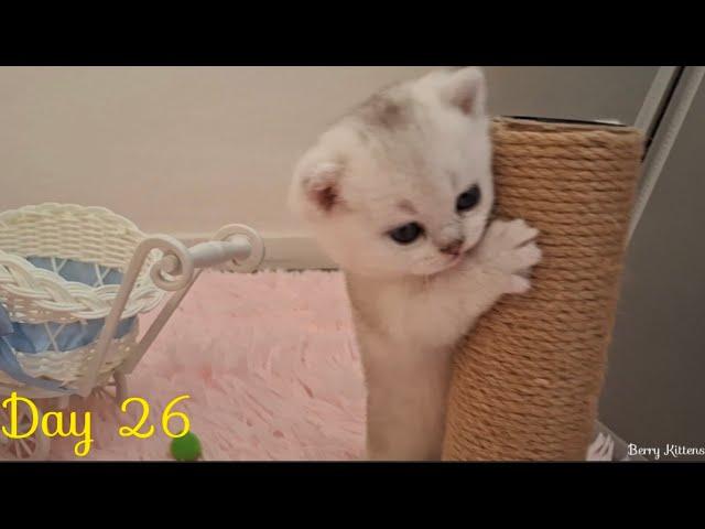 British Shorthair Kittens are so sweet...