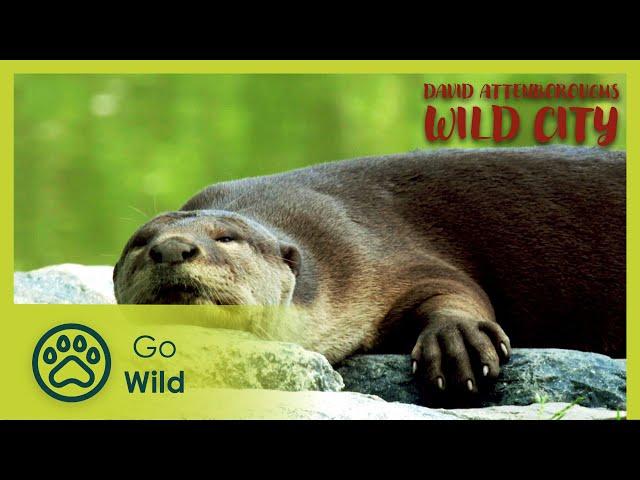 Hidden Wild | David Attenborough's Wild City 1/6 | Go Wild