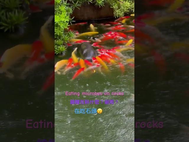 錦鯉在幹麼？What are the koi doing?