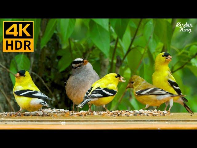 Cat TV for Cats to Watch  Beautiful Goldfinch Birds and Squirrels ️ 8 Hours(4K HDR)