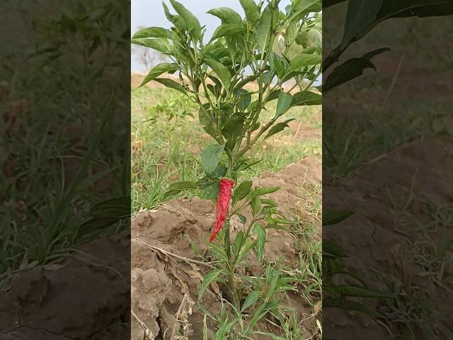 Red Chili Dancing in the Wind ️ | Nature’s Beauty #shorts
