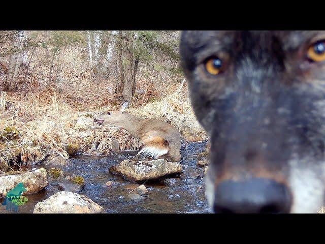 Wolves chasing a seemingly exhausted deer