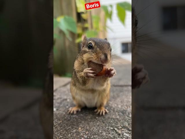 Behold the super cheek powers of Boris, fill the cheeks #shorts #boris #chipmunks