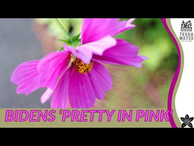 Growing BIDENS 'PRETTY IN PINK': Quick Tips!