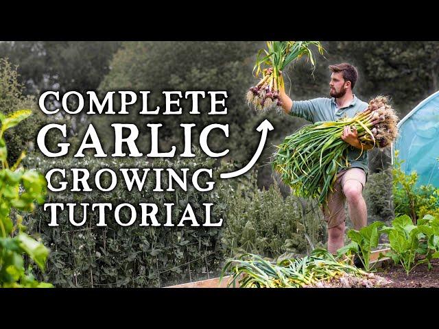 How to Grow Garlic | Simple Steps for HUGE Yields