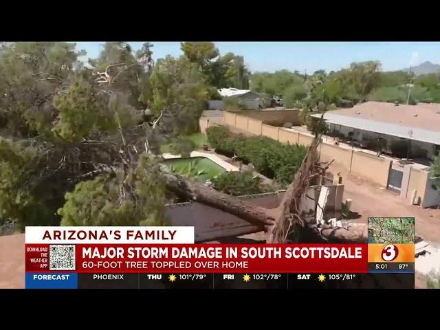 60-foot pine tree falls in south Scottsdale due to monsoon storm