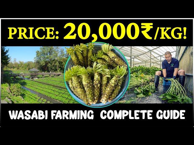 Wasabi Cultivation - Complete step by step Farming Guide