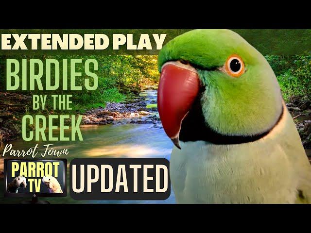 Birdies by the Creek | Happy Bird Forest Sounds | 5+HRS EXTENDED PLAY |Parrot TV for your Bird Room