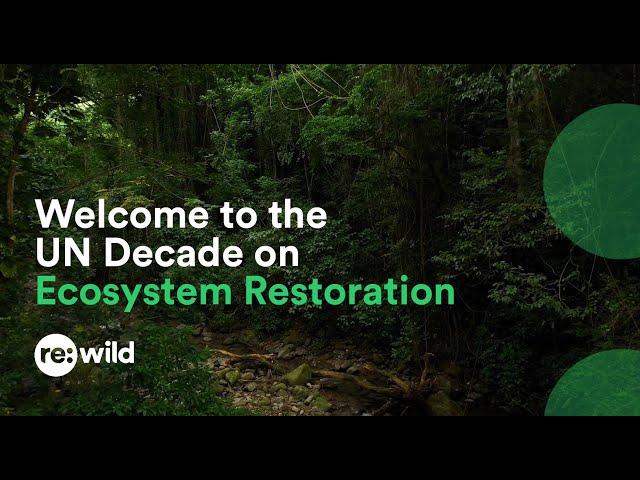 Welcome to the UN Decade on Ecosystem Restoration