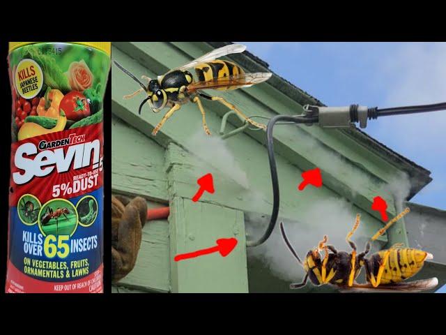 How To Kill Wasps In Walls & Roof Spaces Quick & Easy DIY