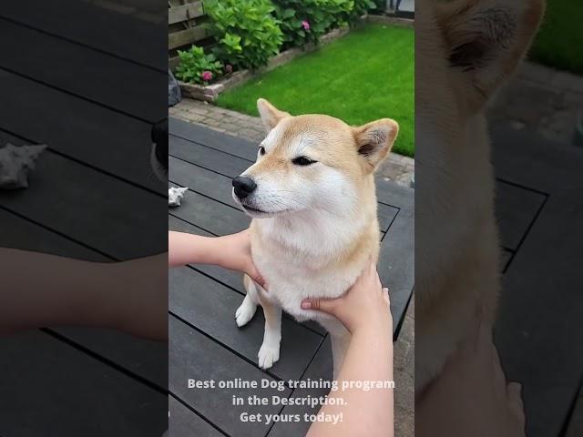 shibster doge