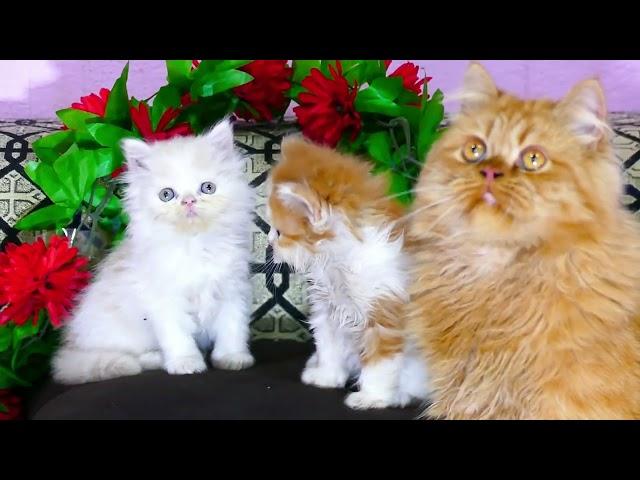 Funny Kitten and Mother Cat Playtime - You Won't Stop Smiling! #catlovers#cuteanimals