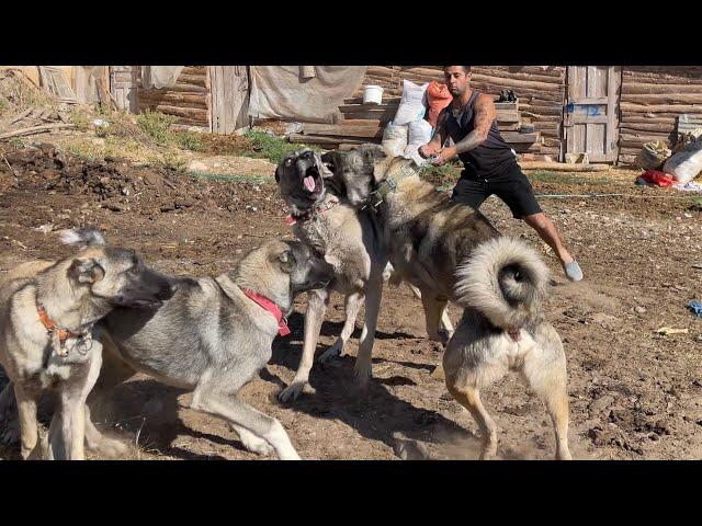 KANGAL BANDIT STROKED 4 DOGS IN FRONT OF HIS DOOR, THE LITTLE SHEPHERD WAS SORRY!