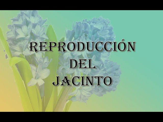 [JARDINERIA] - Reproducción del Jacinto