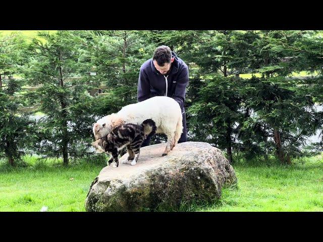 Toffee The Lamb Enjoys Getting Brushed