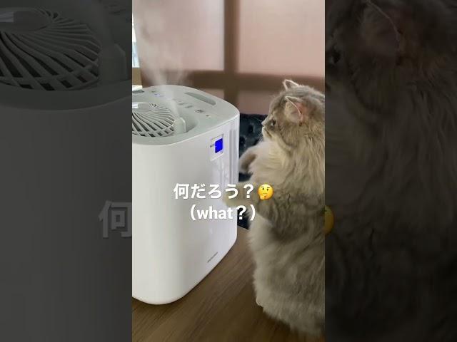 Buy a humidifier on Amazon  #cat #cat cute #amazon #shorts