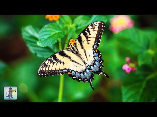 Butterflies & Flowers  ~ Amazing Nature Scenery & The Best Relax Music (1080p HD)