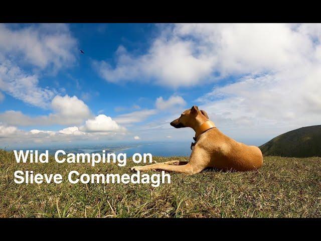 Wild Camping on Slieve Commedagh in the Mourne Mountains with Eddie the Whippet