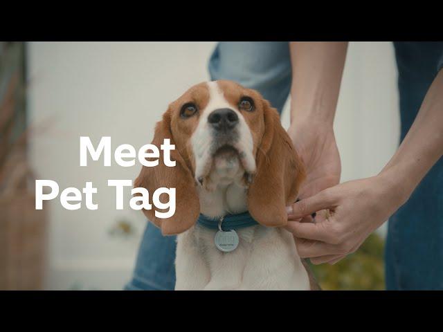 Ring Pet Tag | Help Your Missing Pet Make It Home Safe