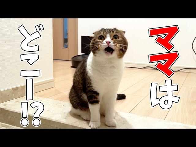 生まれて初めて猫を1日お留守番させたら猫が鳴いて家中を探し回ってました…涙