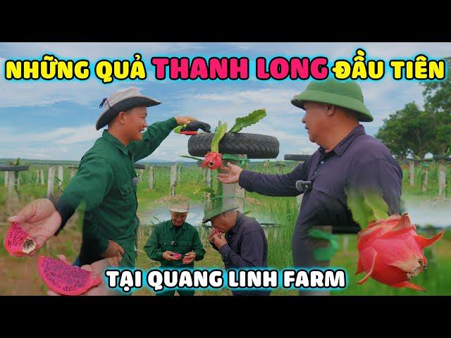 Quanglinhvlogs || Thưởng Thức Những Quả "Thanh Long" Đầu Tiên Tại Quang Linh Farm.