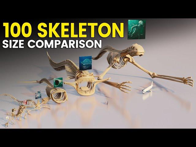 100 Skeleton Size Comparison 3D | EL GRAN MAJA VS MEGA TITAN