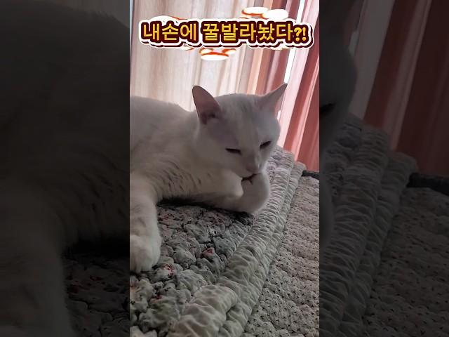 손사탕 한번 드실래요? #cat #cute #쇼츠 #고양이 일상 #순창