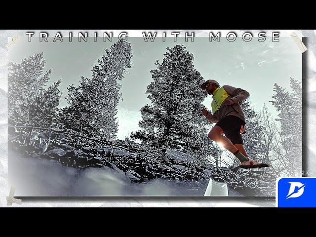 Running with Moose in North America's Highest Town