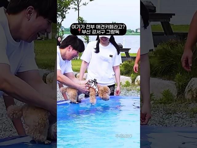 부산 초대형 애견카페 !! 3천평 천연 잔디 야외 운동장이 있다! [부산 인스타그램] #애견카페 #부산소식 #멍스타그램