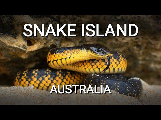 Snake island of Australia, the island full of deadly venomous Tiger snakes