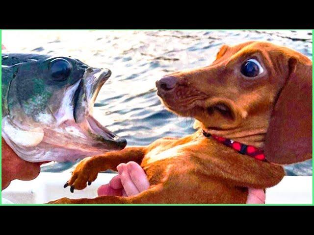 Funny Animals 2021 - Cute Dogs and Cats Doing Funny Things #5