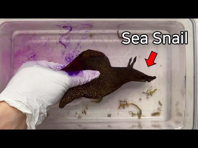 What Happens When You Press a Sea Snail !