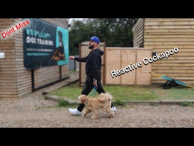 Reactive Cockapoo #cockapoos #dog #training