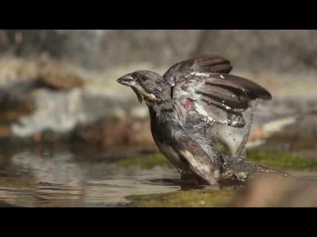 Alas | Aves granívoras