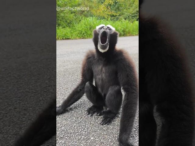 Gibbon monkey has got terrifying sound. #facts #animals #wildlife