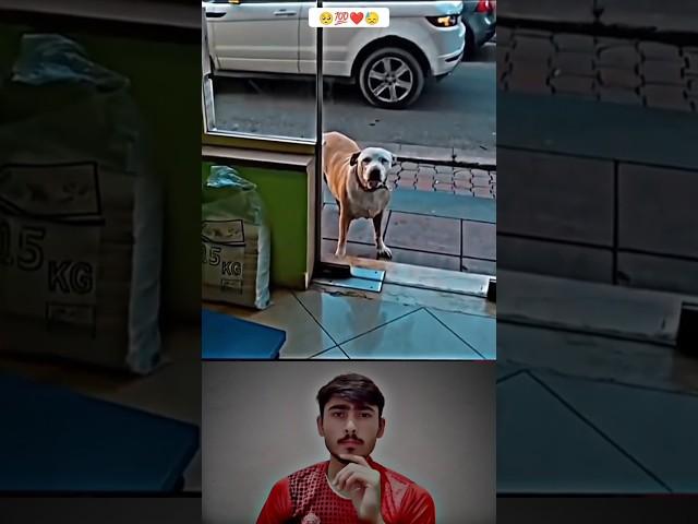 Sunwin | Link tải sunwin Respect animals ️#Ep_06