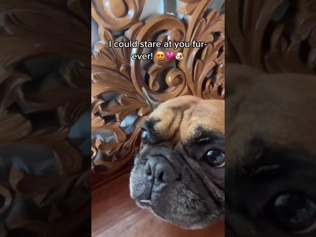 I could stare at you fur-ever!  #alab #alabngpuso #alabthefrenchie #frenchie #frenchbulldog