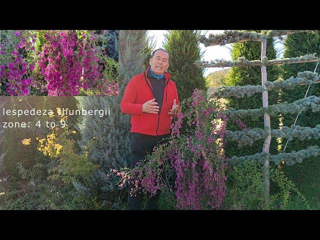 lespedeza thubergii | Garden Landscape | Landscape Plants | Garden Landscape Examples