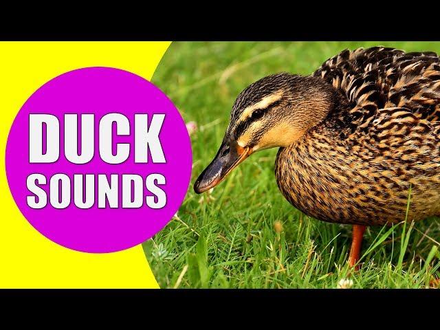 DUCK SOUNDS FOR KIDS - Quacking Sounds of Ducks, Duck Sound Effects and Calls