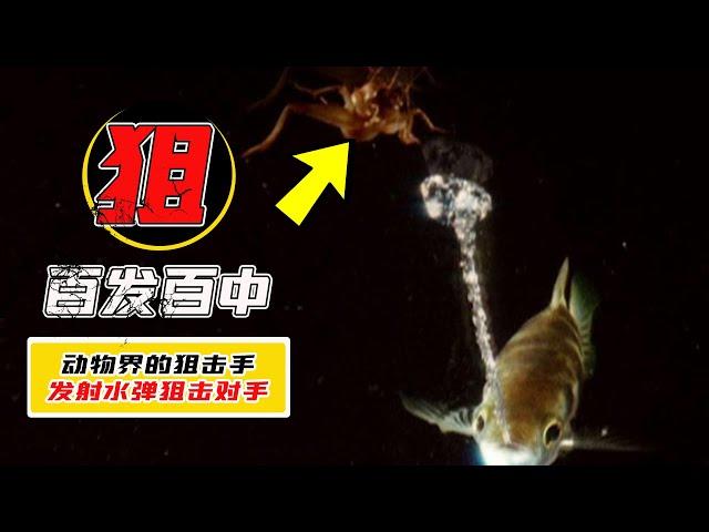 動物界的“狙擊手”！嘴巴裏吐出水彈，瞬間秒殺遠處的動物