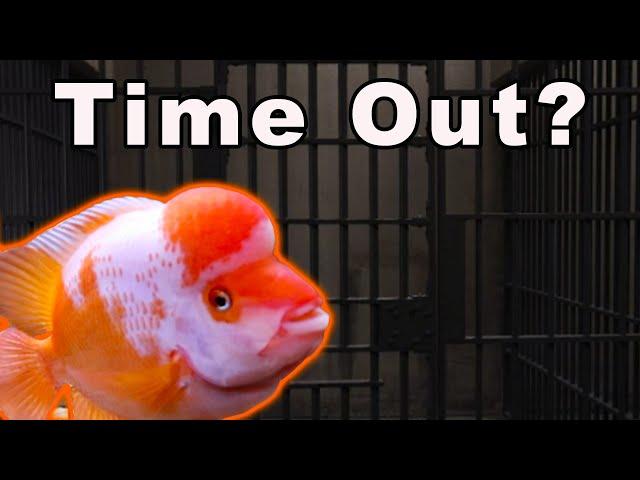 Does a Fish "Time Out" Really Work? Maybe There is a Better Way!