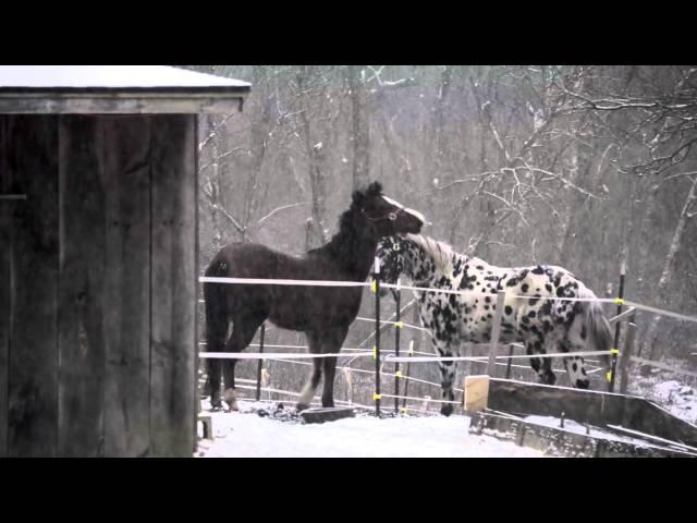 Morning horses playing in the snow.