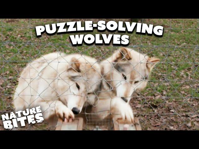 Wolves Show Off Their Incredible Intelligence Through Teamwork | Animal Conversations | Nature Bites