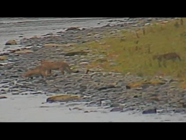 Four cougars caught on nature camera along Cowlitz River