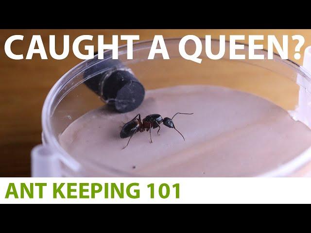 How to Care for a Queen Ant | Ant Keeping 101