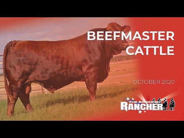 Beefmaster Cattle | The American Rancher