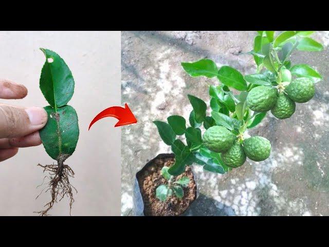 Good skills! Growing a graft kaffir lime tree from kaffir lime leaves